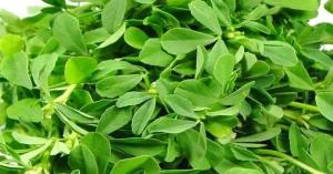 Fresh Rates of Green Fenugreek in Haryana's Mandi on 16th January, 2025